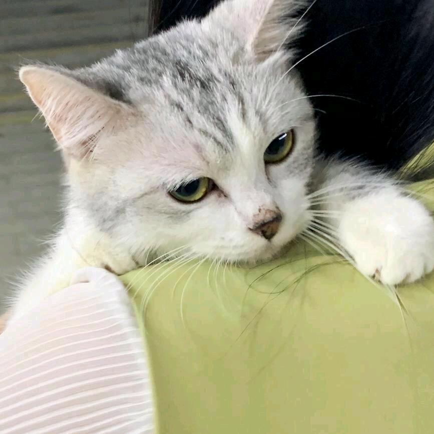 青青草原之独立团阿里嘎多懒洋洋内格夫桑