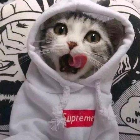 喝可乐的猫1