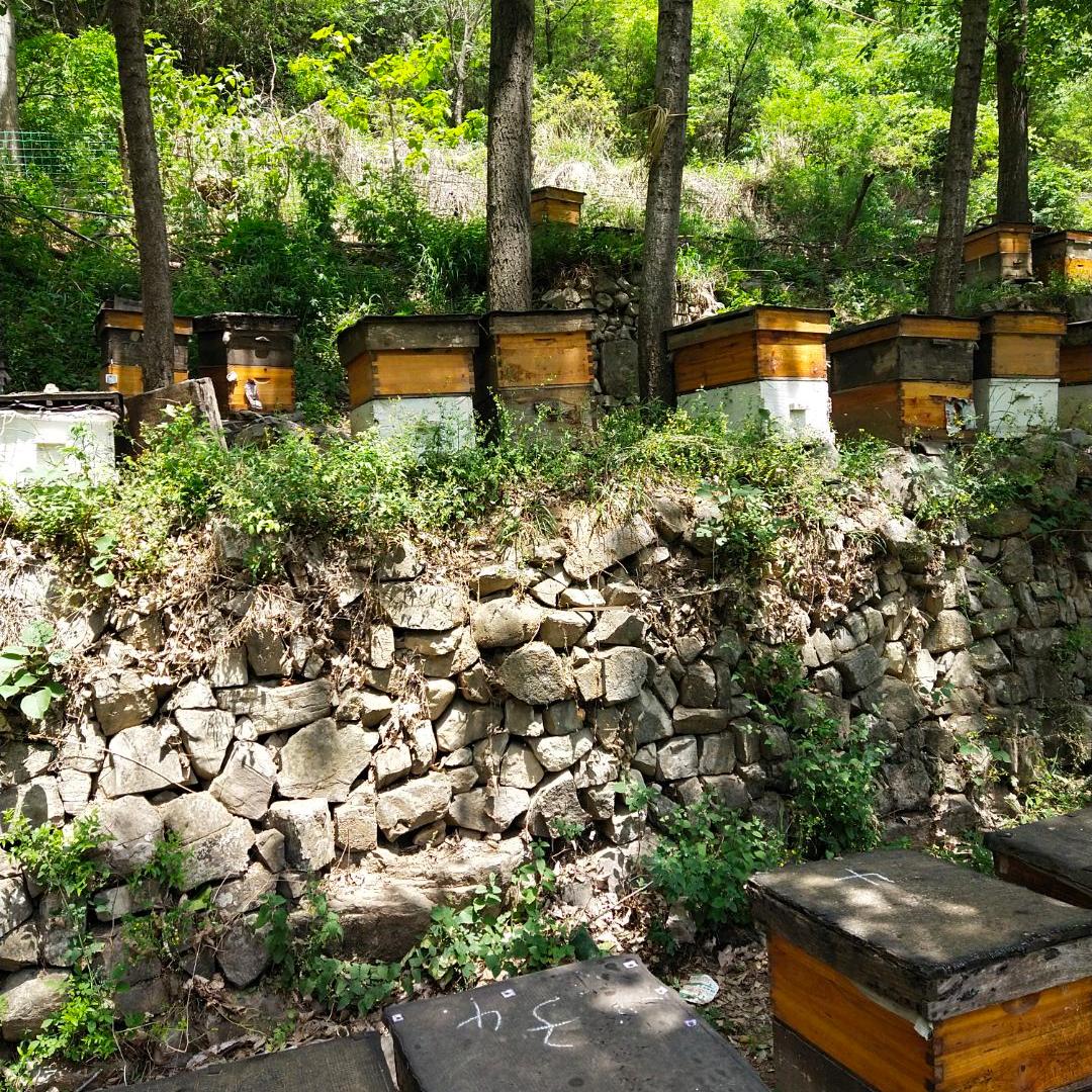 青龙峡深山里的上等蜂蜜🐝