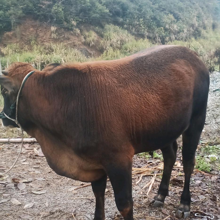 养牛🐮户