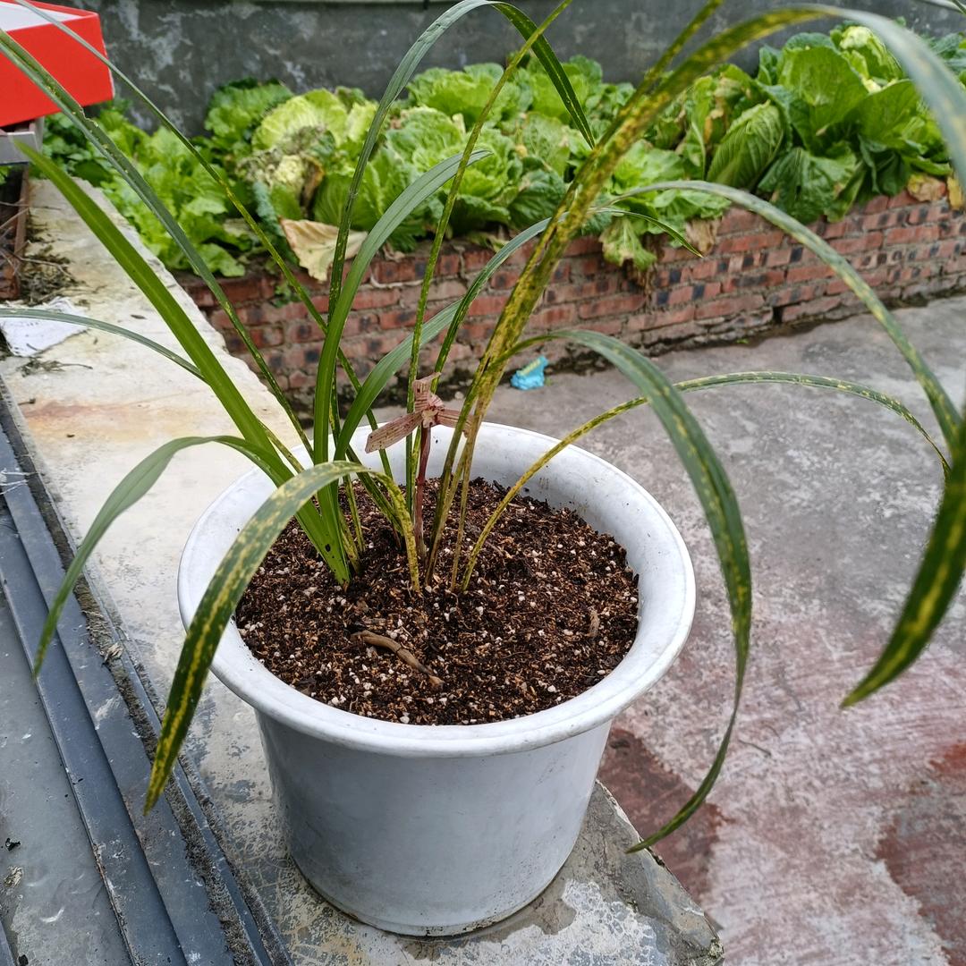 自律