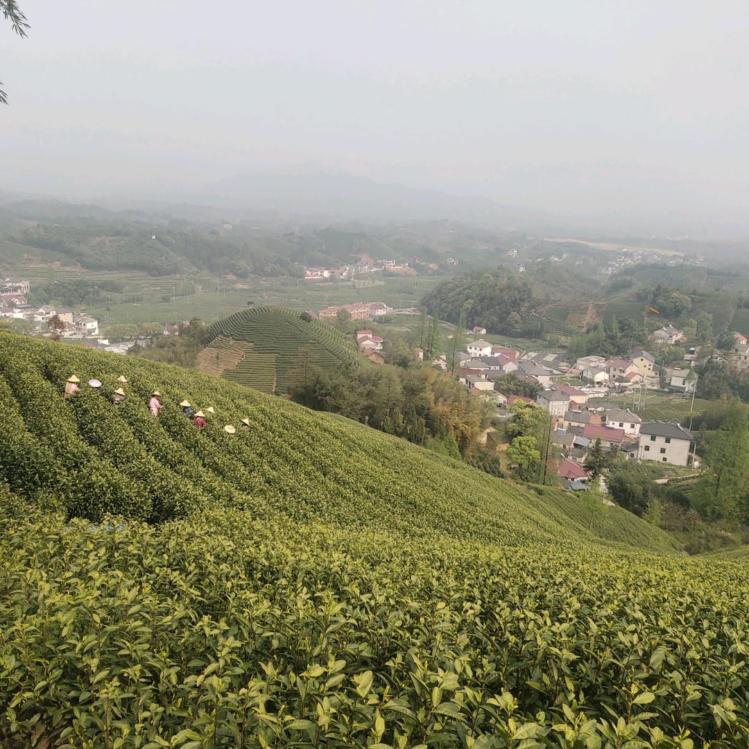 艺方茶叶