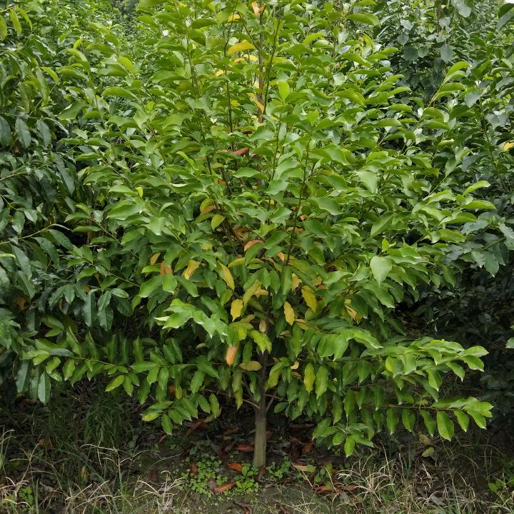 温江梦悦园艺张海