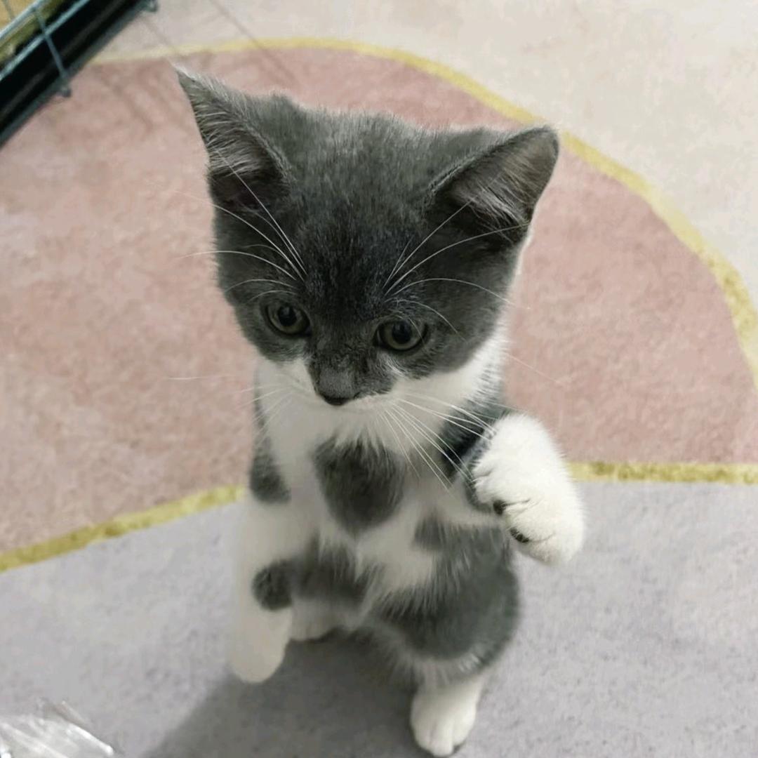 子非鱼焉知鱼之乐