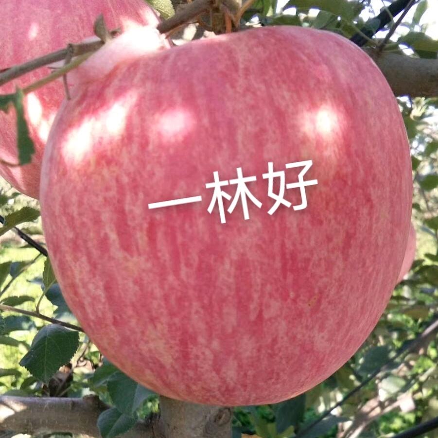 金袋<一林好>