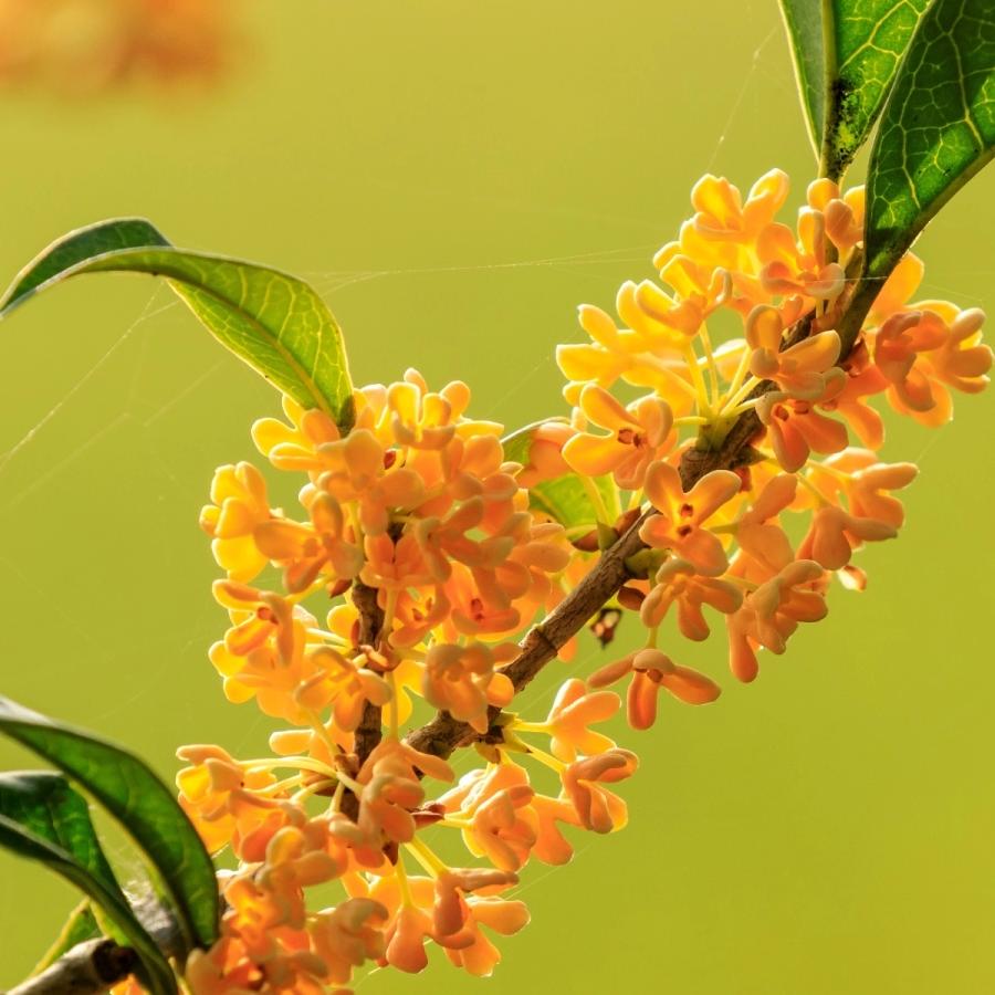 ღ᭄ꦿℒℴѵℯ等风热吻我⁵²º᭄এ᭄