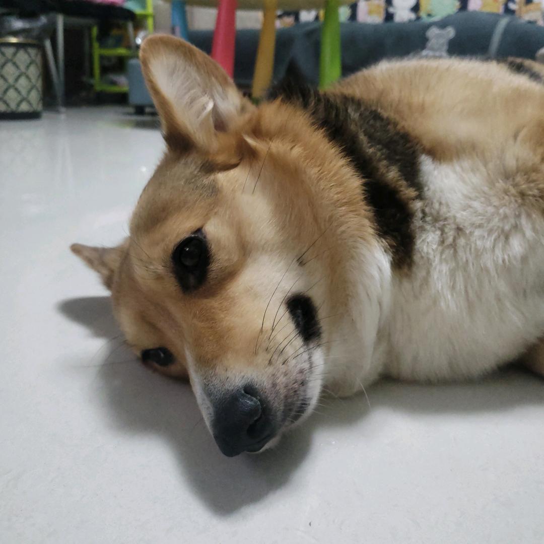 王起子