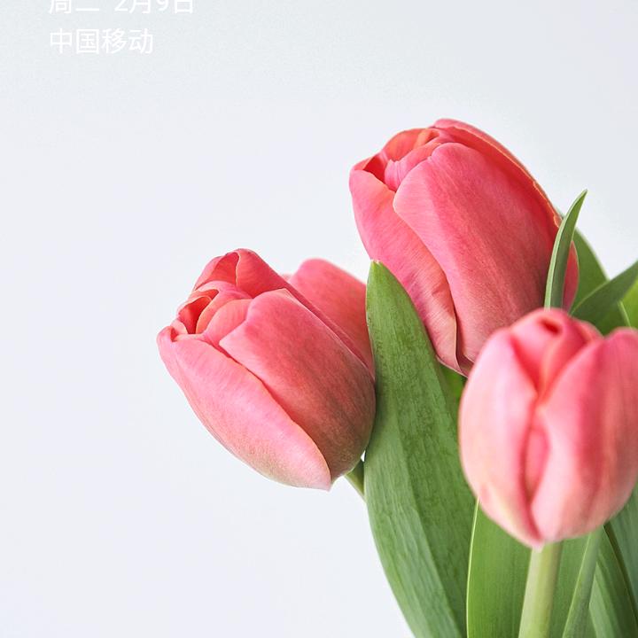 兰花草🌸