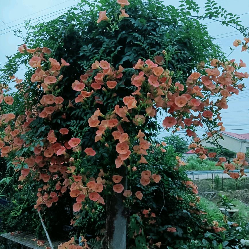 萱菱宝贝头像