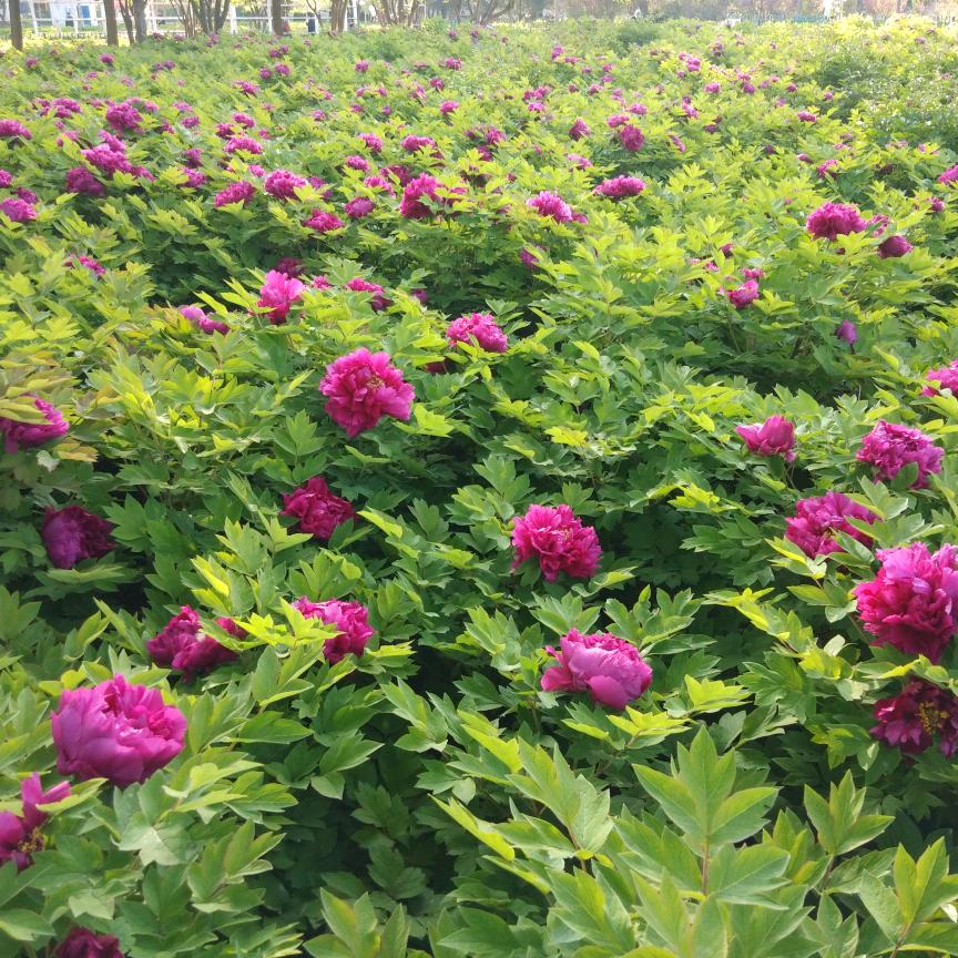 悠悠