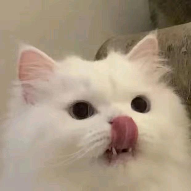 锤锤