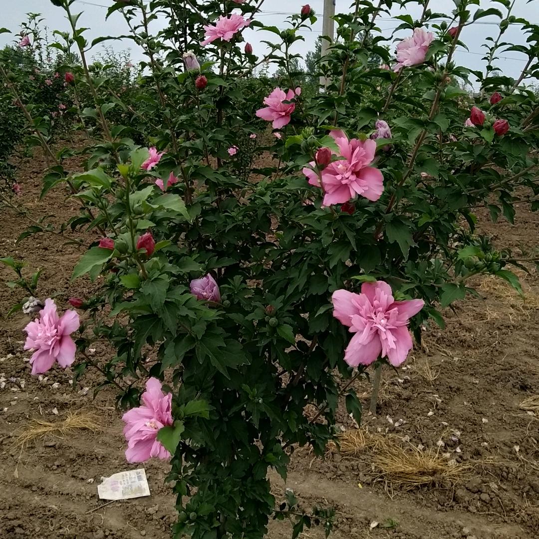 幸福一家人🌹🌹🌹🌹🌹🌹🌹
