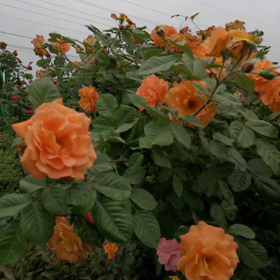 刘三姐🌸