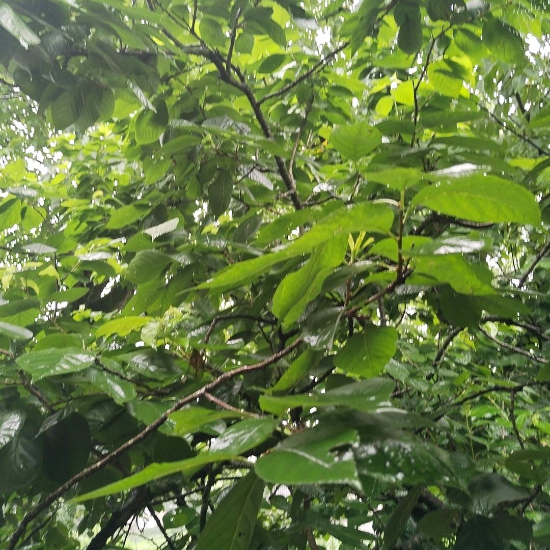 樱桃树