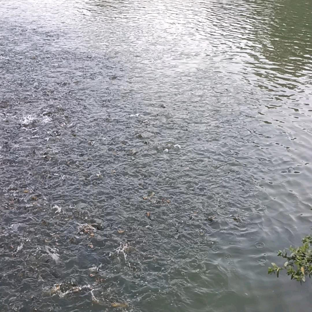 黄古鱼养殖专业