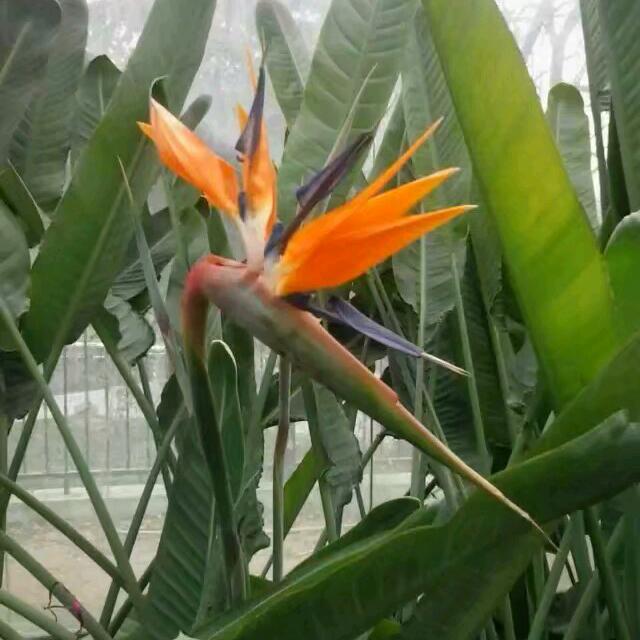 杨羊羊