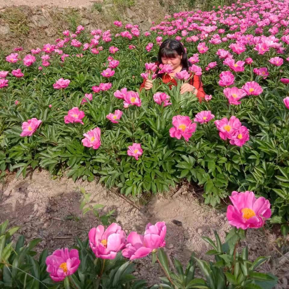 梅～