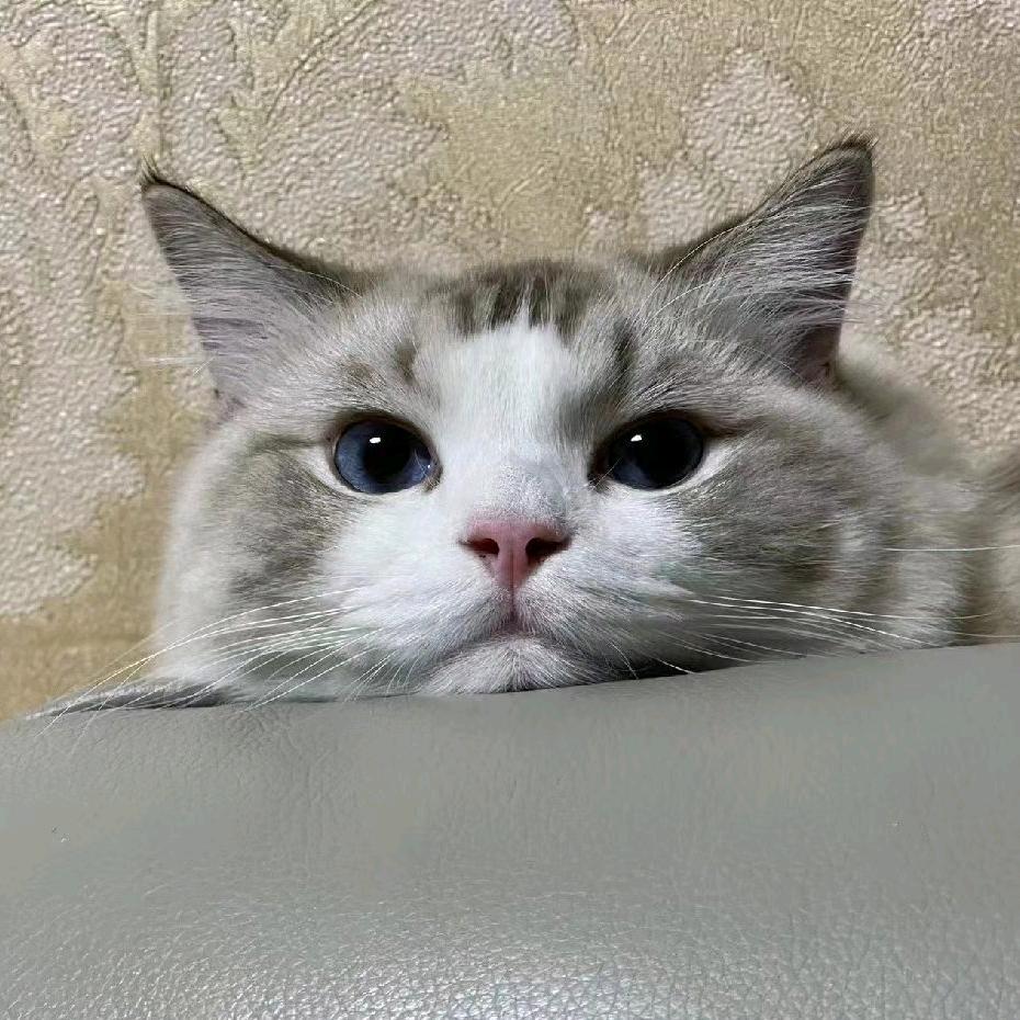 我只有这些肚脐眼里的白泥