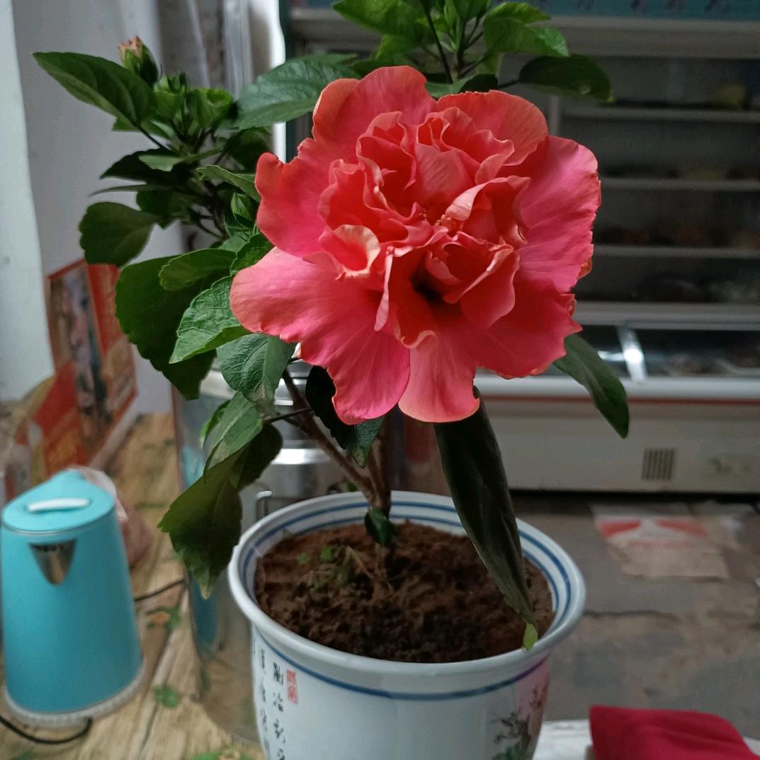 高集滋补烩面高姐