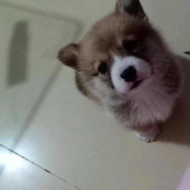 愿做菩萨那朵莲