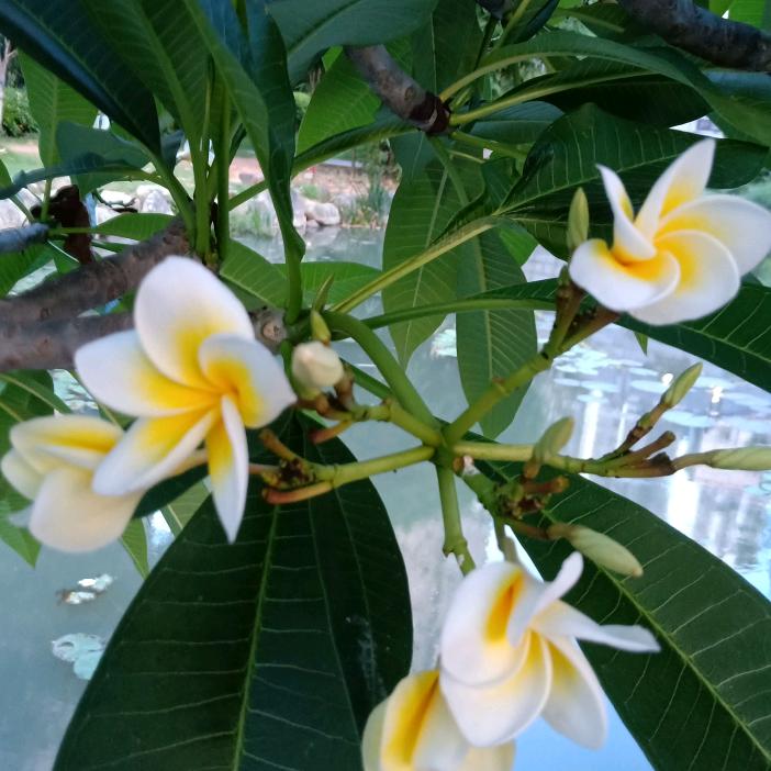 💞风雨💞彩虹🦋🦋