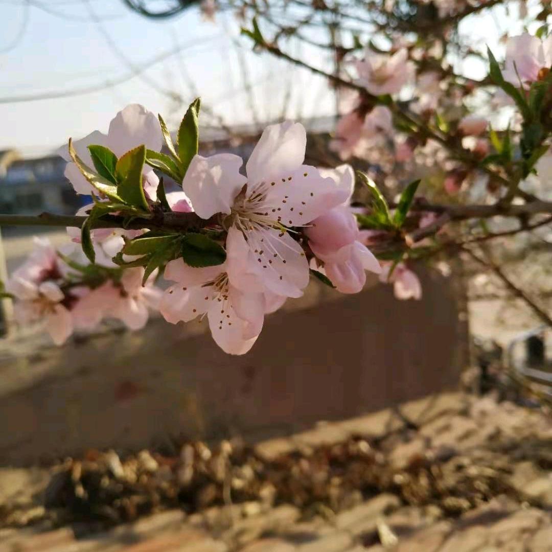 知足常乐