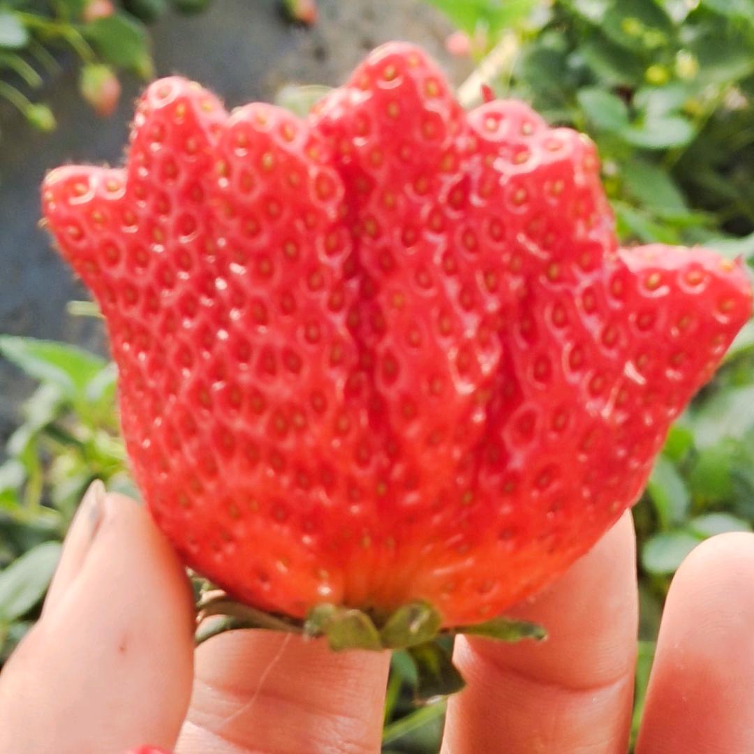 姐妹草莓🍓采摘园