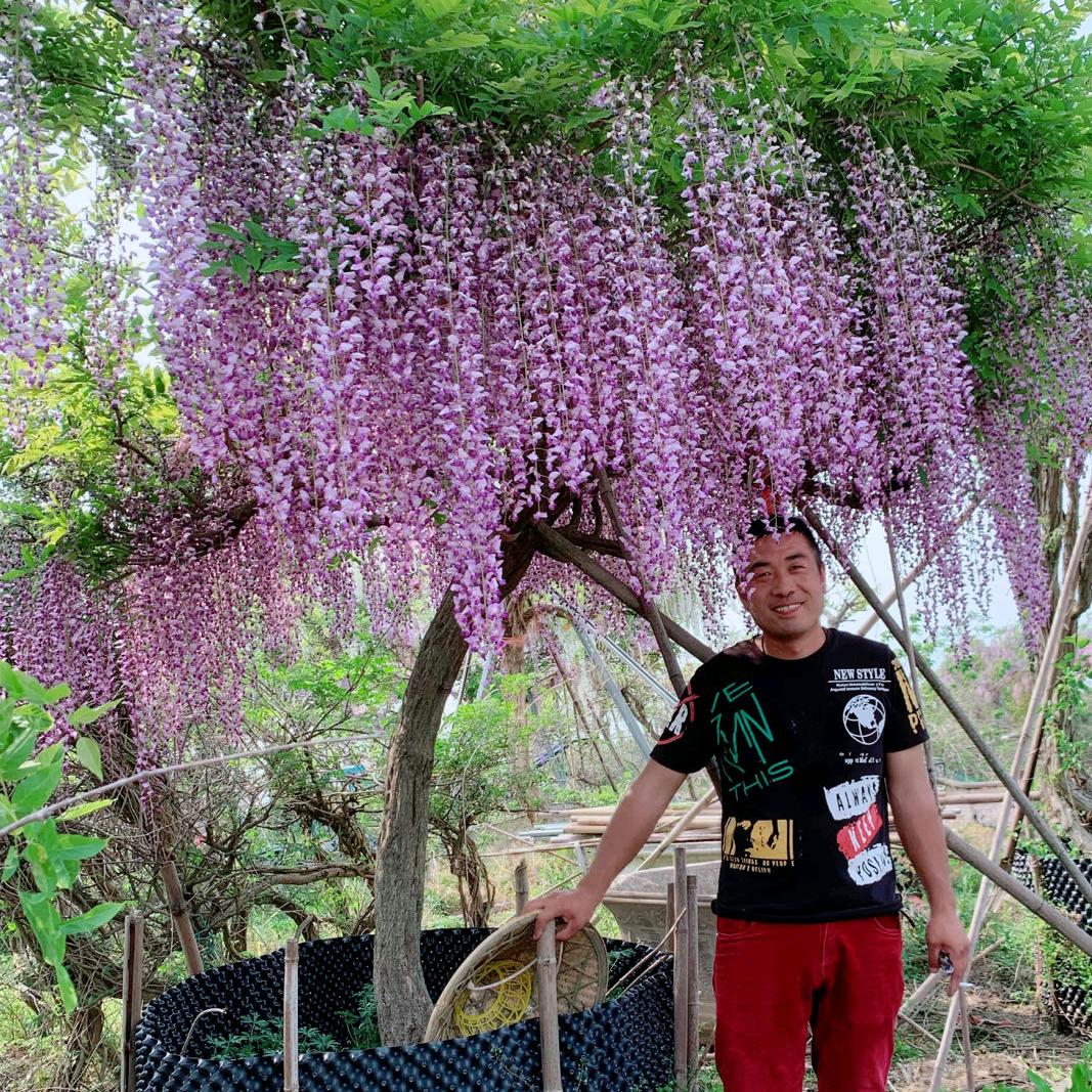 批发紫藤凌霄