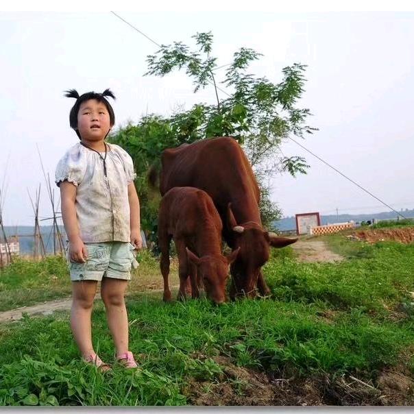 牛考