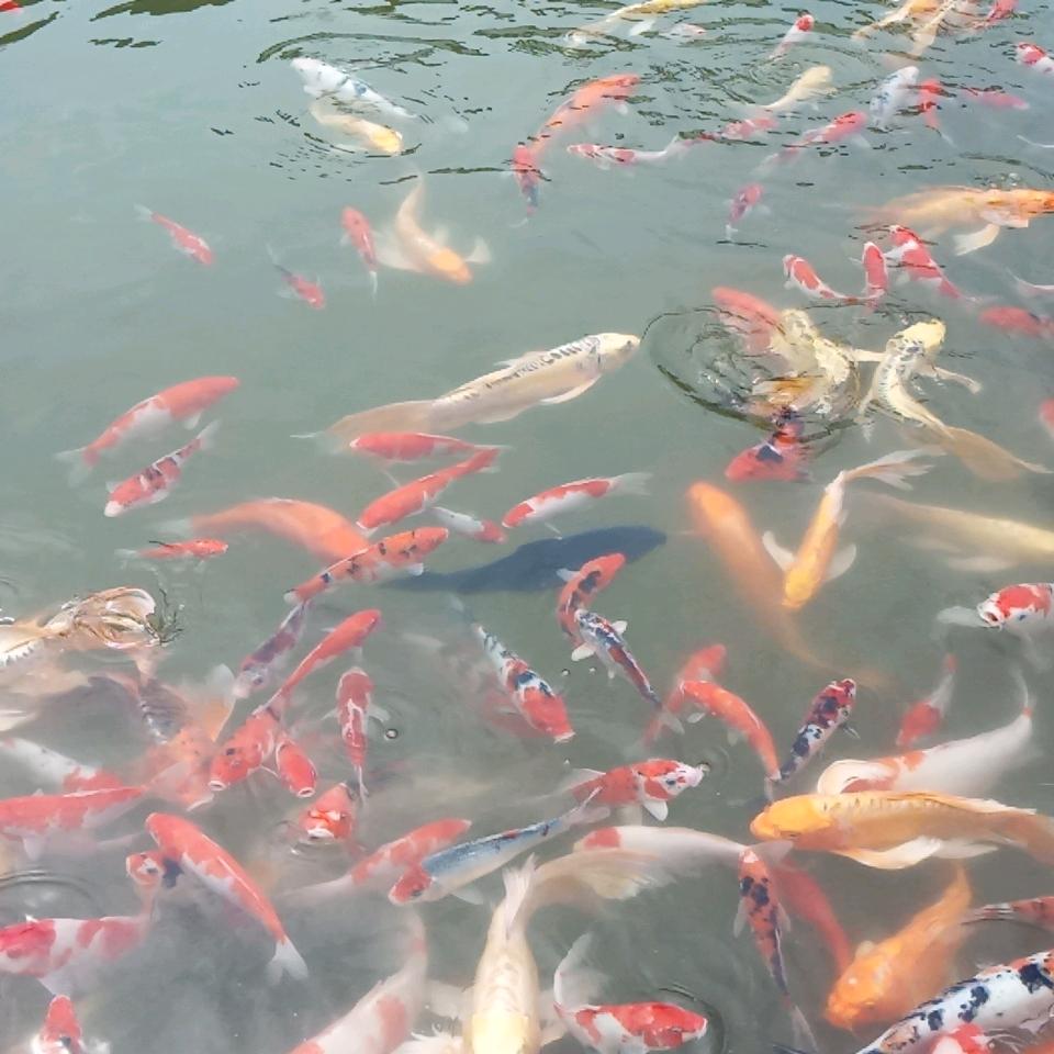 🌾🌾开开心心🌾🌾