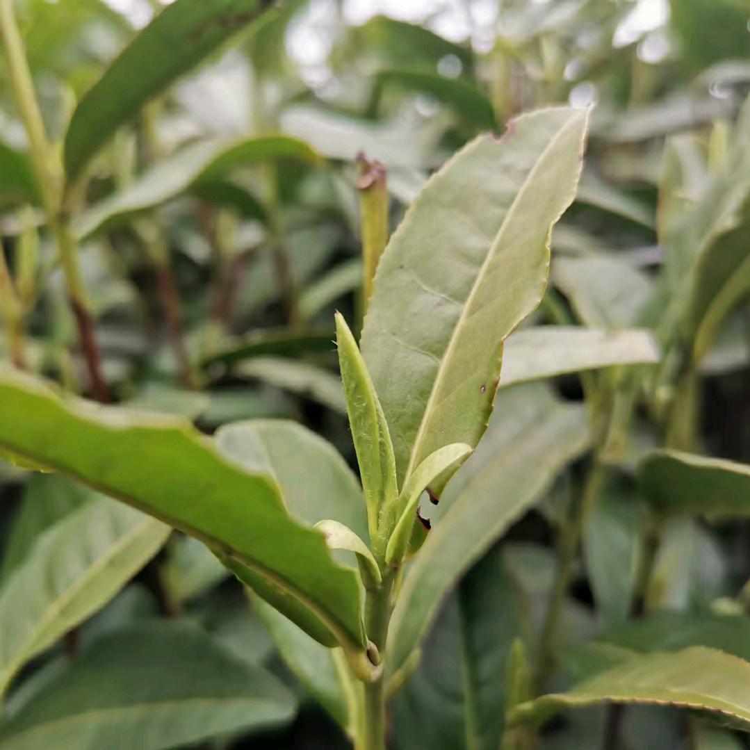 信阳茶