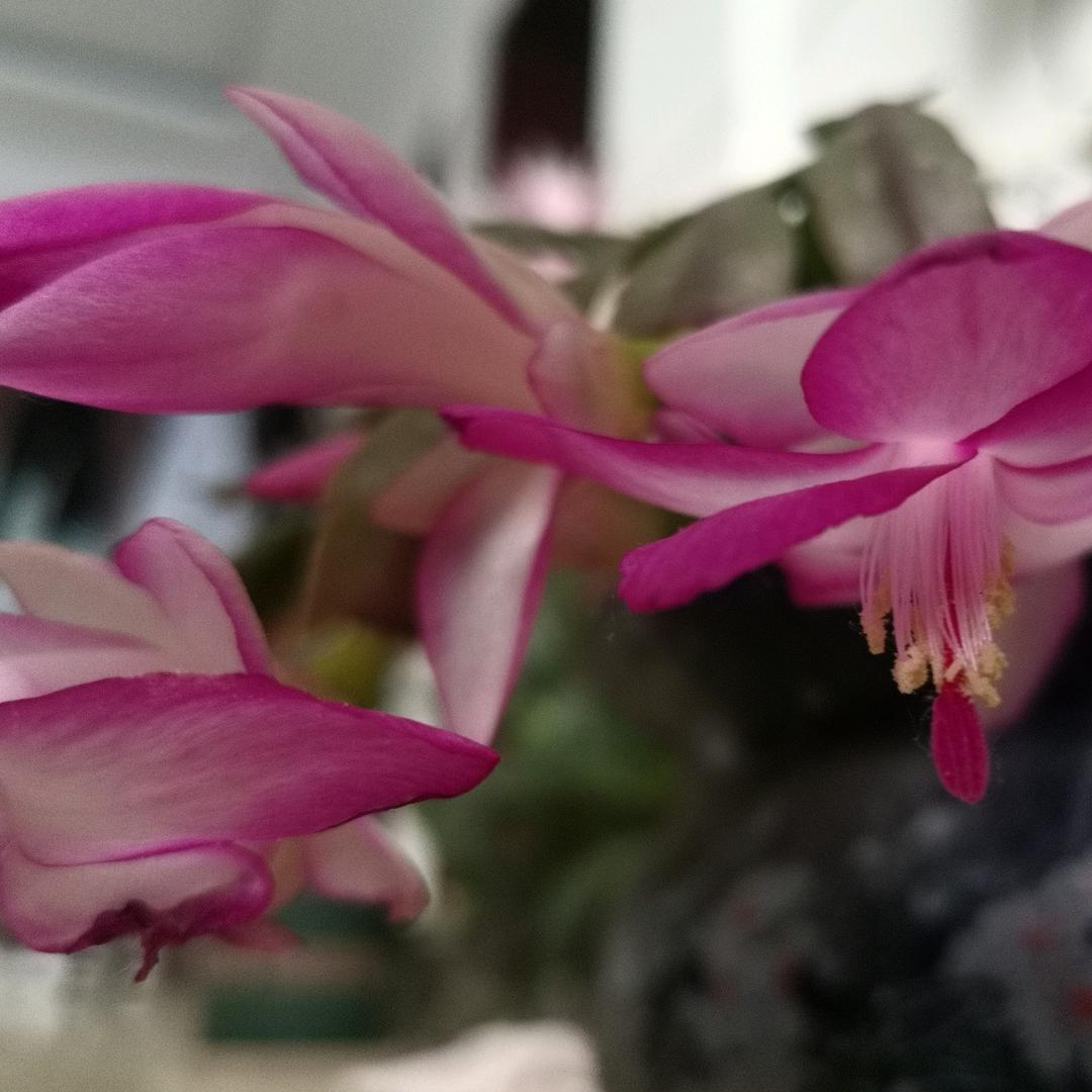 昙花一现雨及时,四季常青惠风畅
