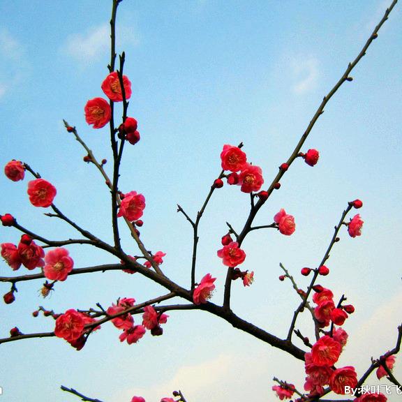 腊月梅花