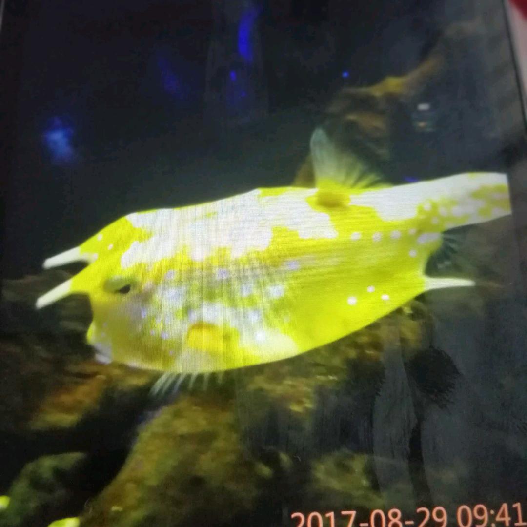 翠竹清香