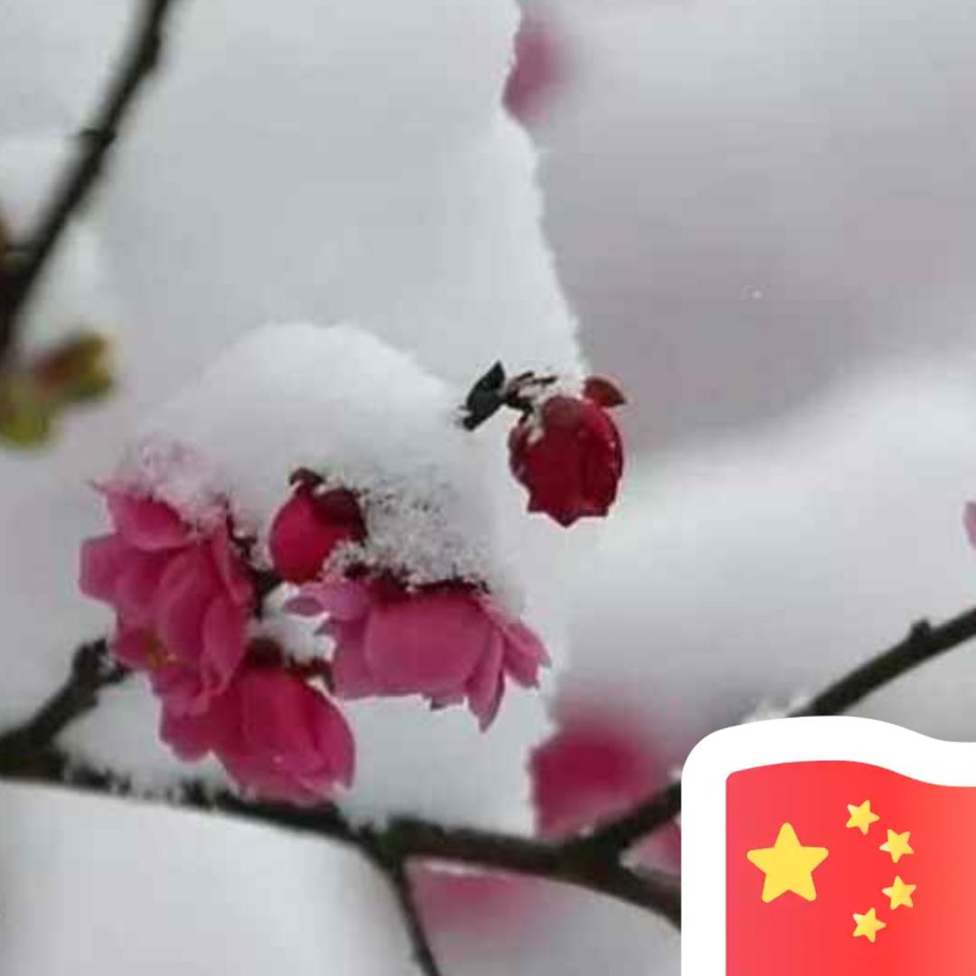 一枝梅