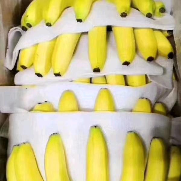 香蕉哥