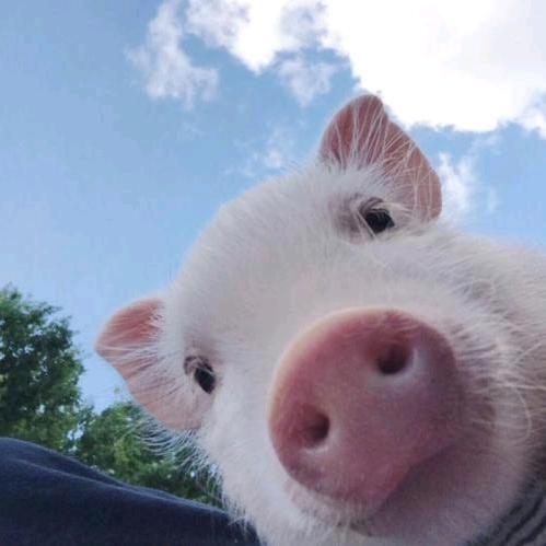 冉昭牧业🐷精品杜洛克