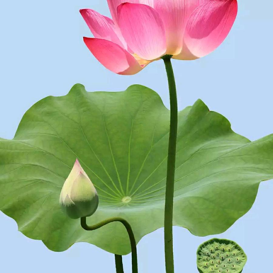 林姐