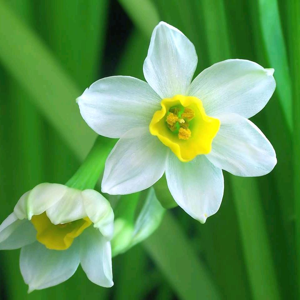 风中摇曳的水仙