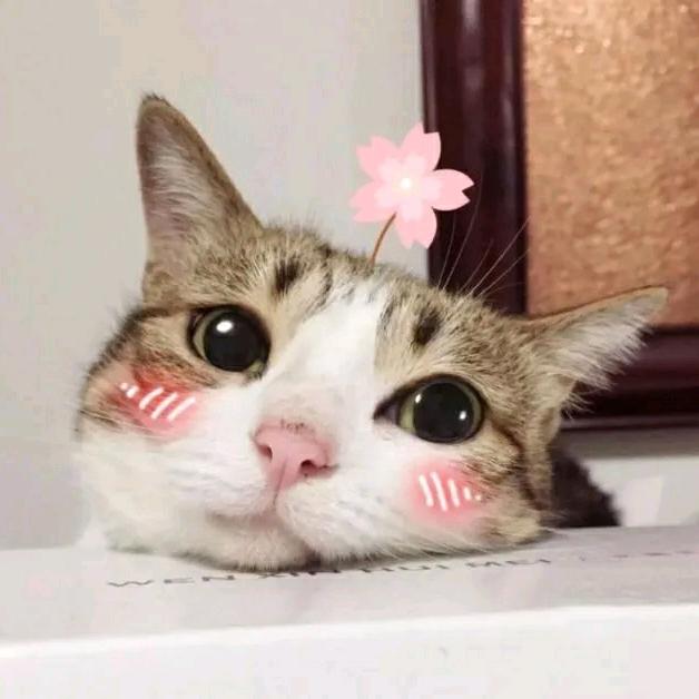 我敲可爱的