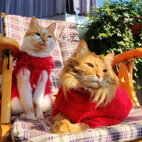 ♡(*´∀｀*)人(*´∀｀*)🐻‍❄