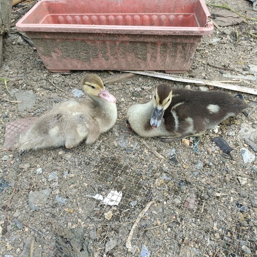 许少养鸡鸭鹅