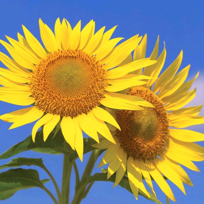 柒月¹³¹⁴ (漠小曼)