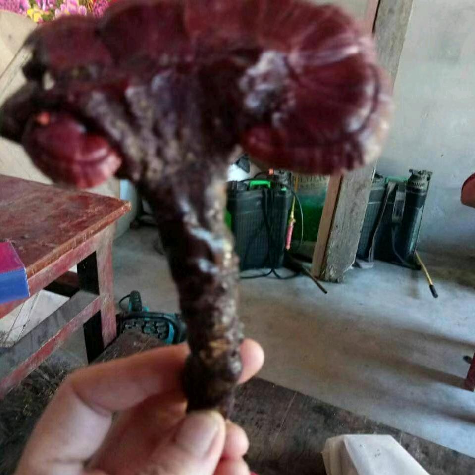 黎明的曙光