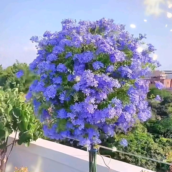 蔬菜种子花卉绿植肥料