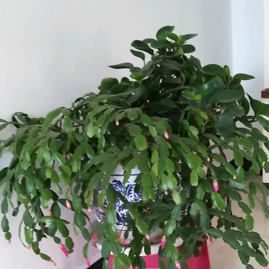 风的