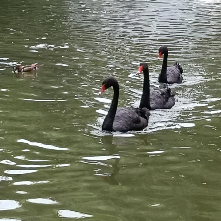我爱吃榴莲