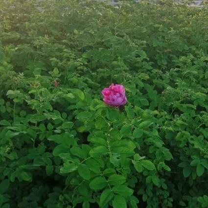 天蝎茹