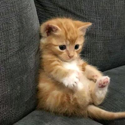 护我使者