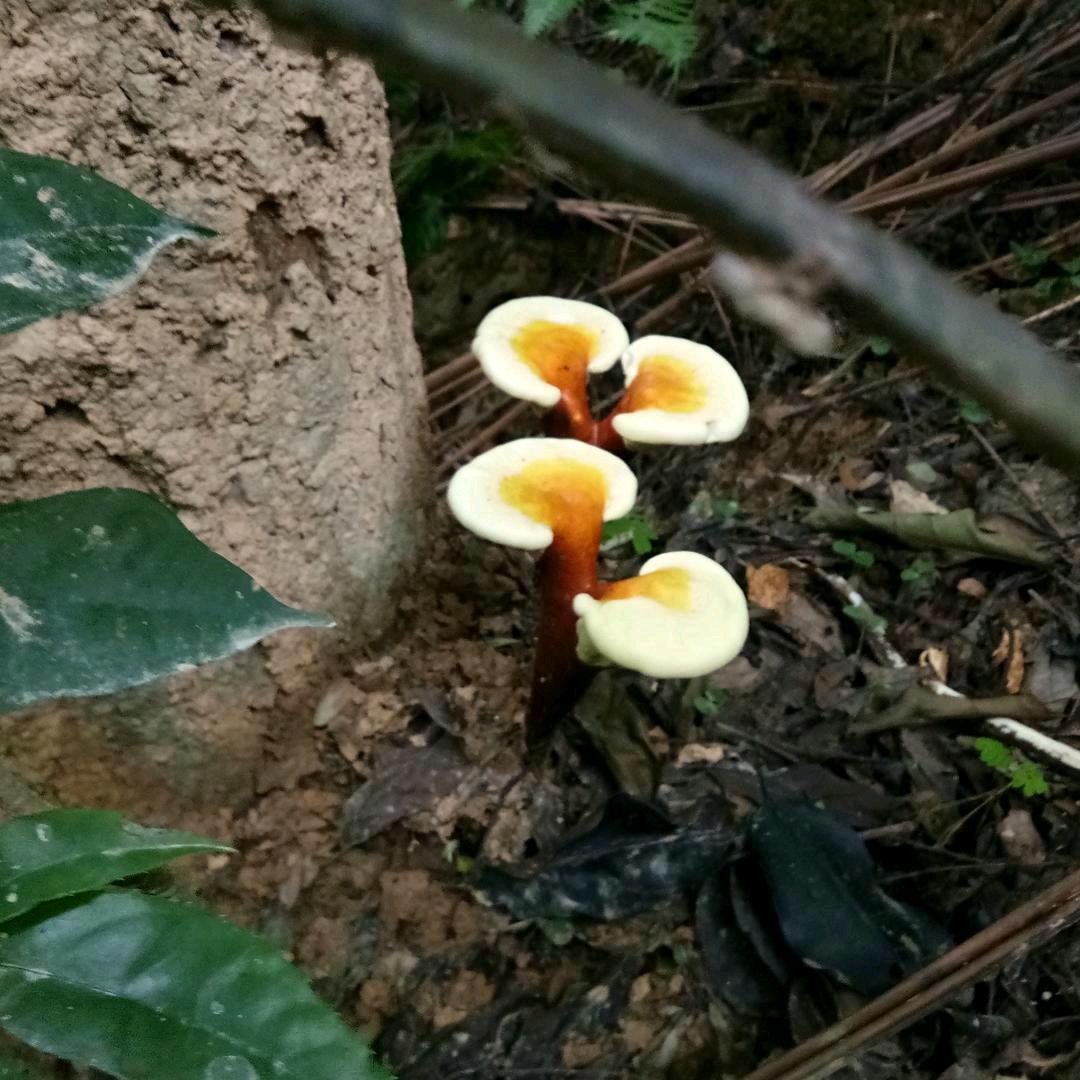 籣茵絮果